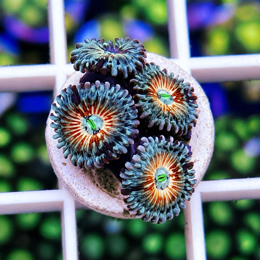 White Zombies Zoas