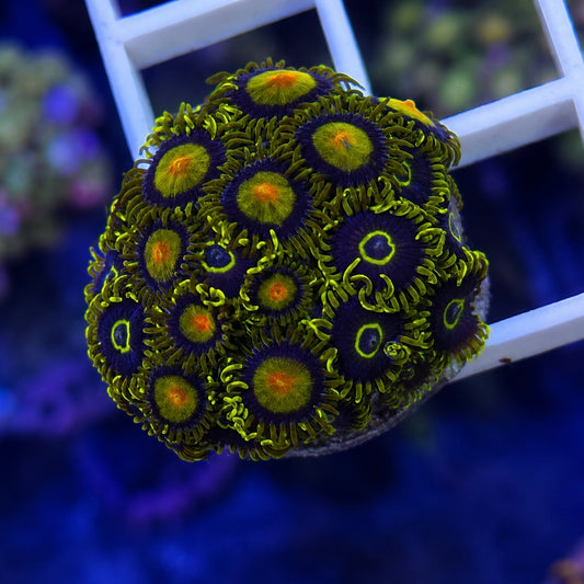 Zoa Mix