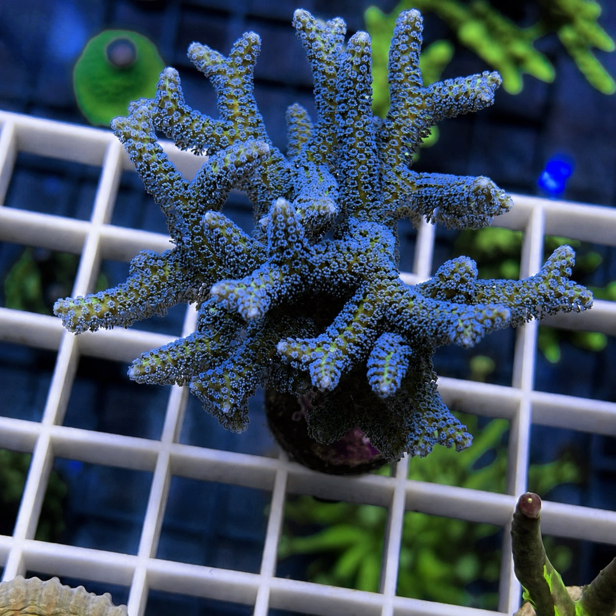 Lazys Hybrid Blue Zing Birdsnest