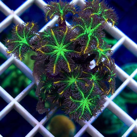 Firework Cloves