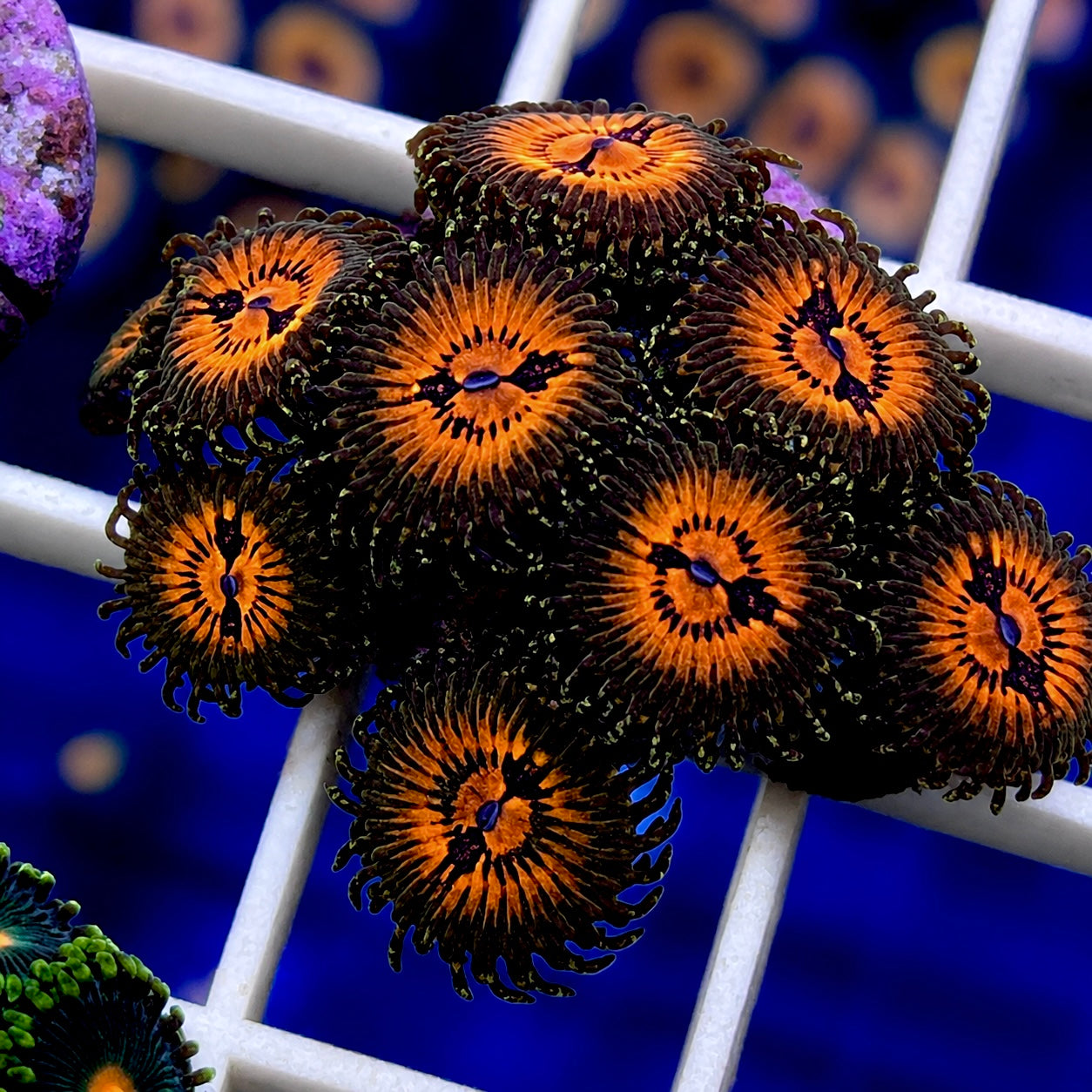 Bow Tie Blasters Zoas