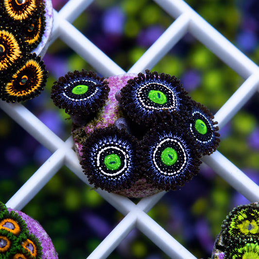Blue Lagoon Zoas