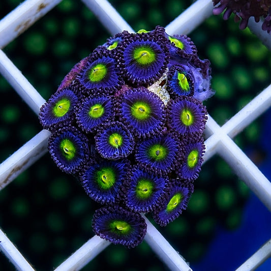 WWC AOI Zoas