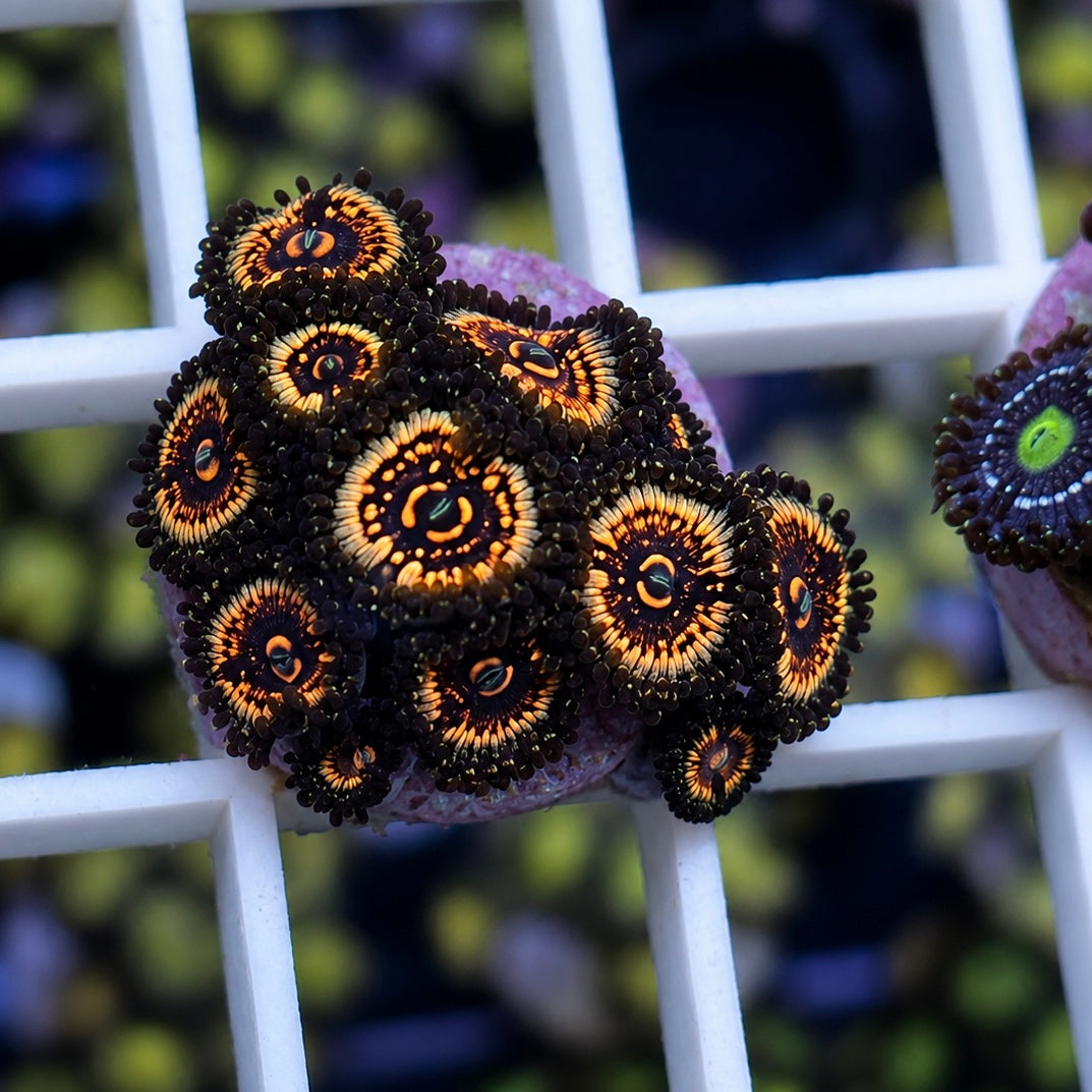 LCH Spectral Shockwaves Zoas