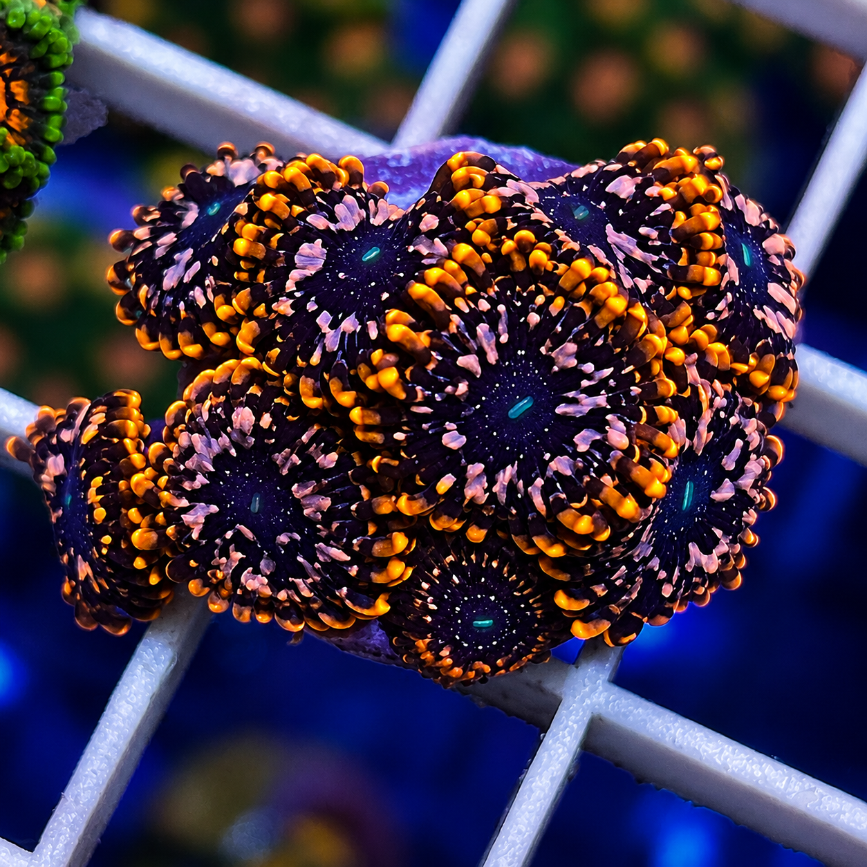 LCH Extreme Chaos Zoas