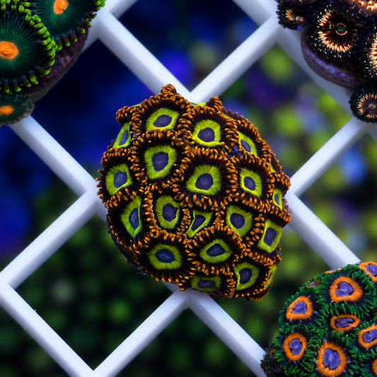 Fruit Loops Zoas