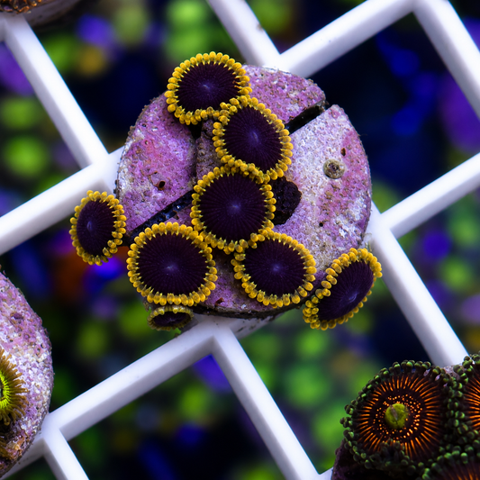 TSA Warp Drive Zoas