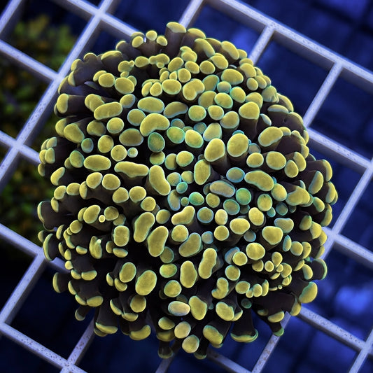 Gold Branching Frogspawn