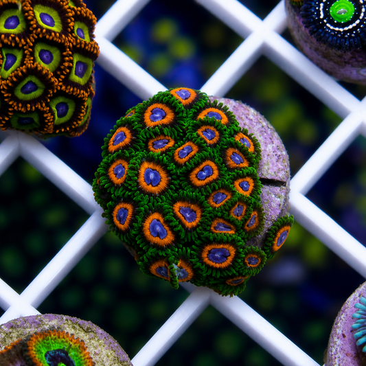 JF Fairy Tales Zoas