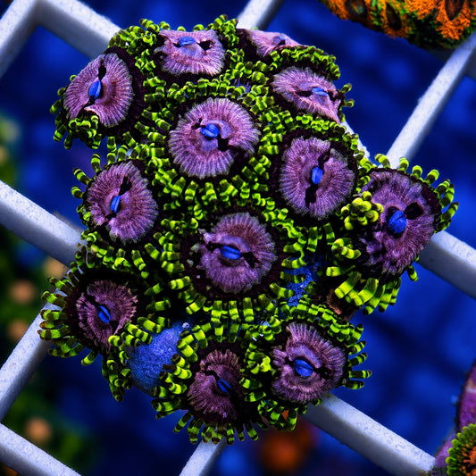 Purple Monsters Zoas