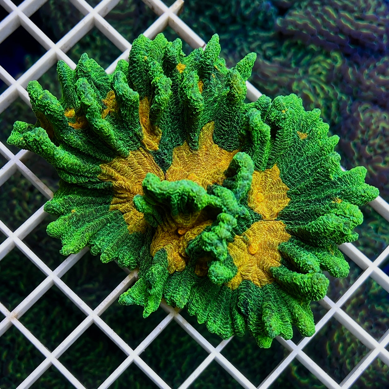 Space Invader Pectinia - Full Colony!