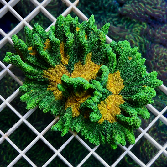 Space Invader Pectinia - Full Colony!