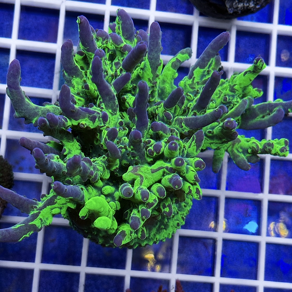 LCH Grafted Glow Stick Acropora (See Description)