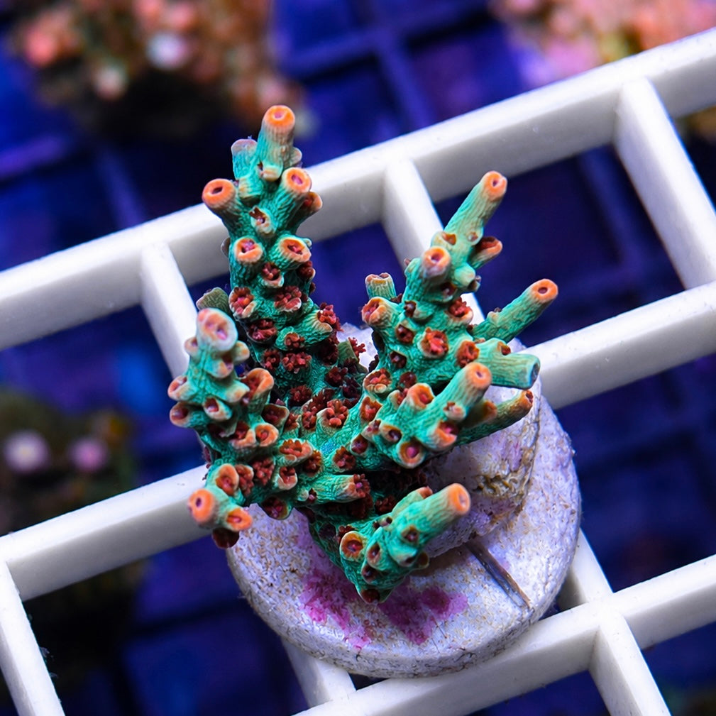 BC Kenberry Acropora