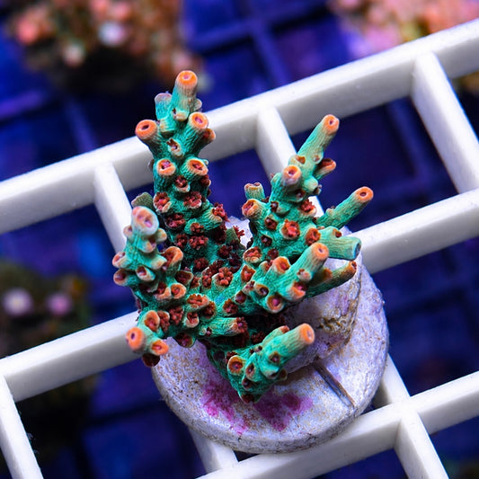 BC Kenberry Acropora