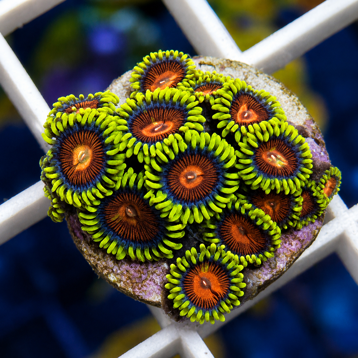 Spitfire Zoas Zoas