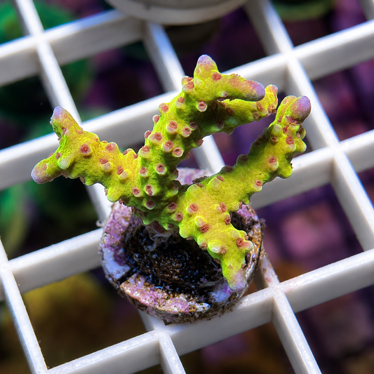 RR Golden Rod Acropora