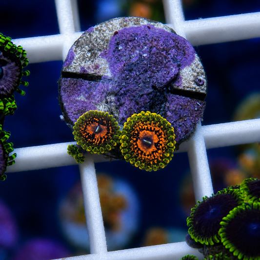 Grand-Master Krakatoa Zoas - Excellent Price! (Baby on the side)