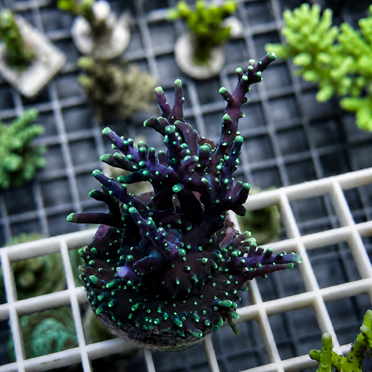 Tyree Purple Dragon Acropora - Almost condidered a colony?