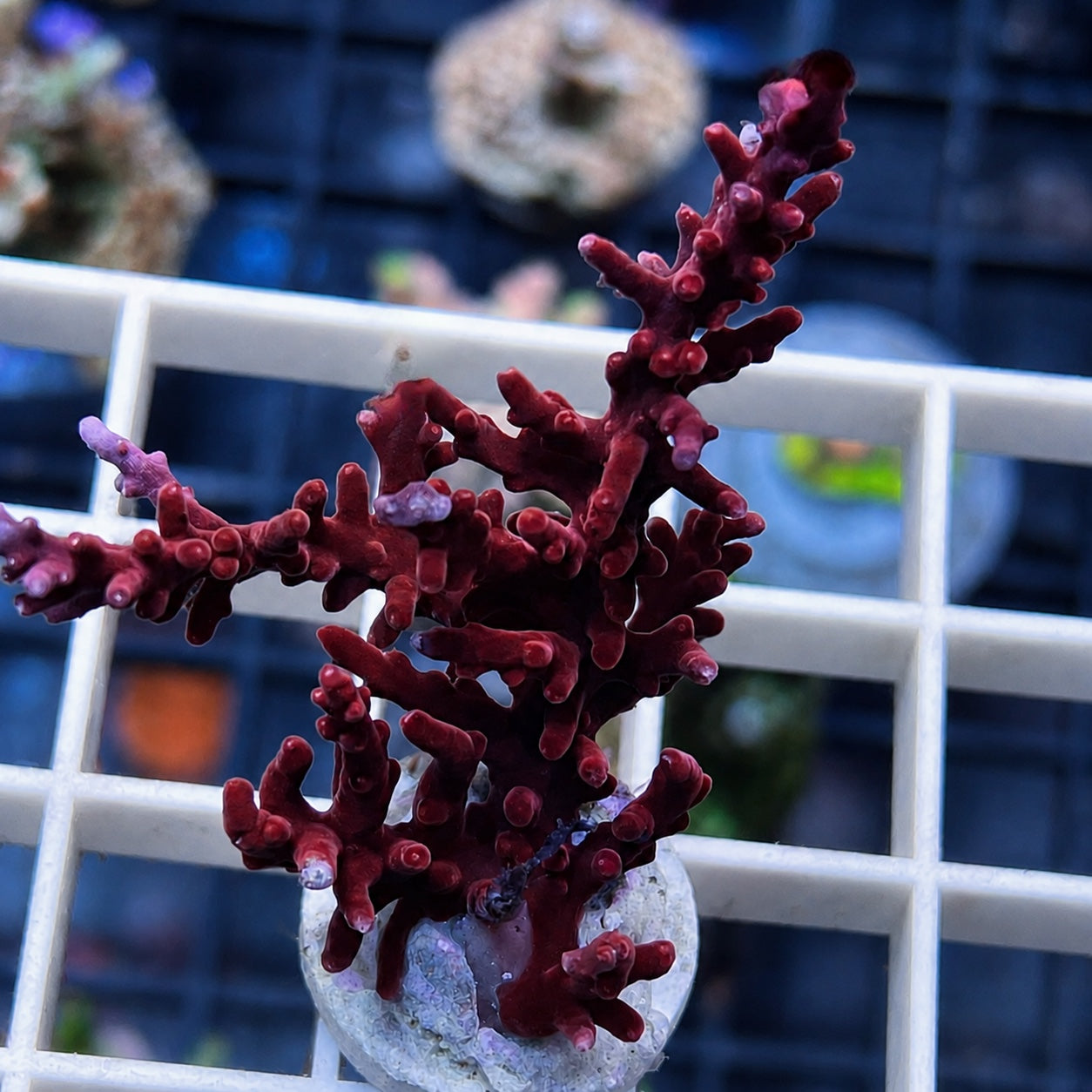 Red Dragon Acropora