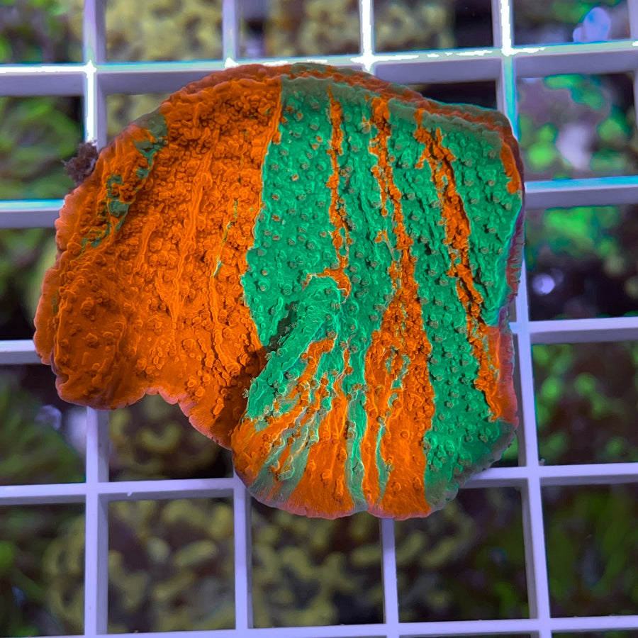 JF Grafted Monti coral at Lazy's Coral House