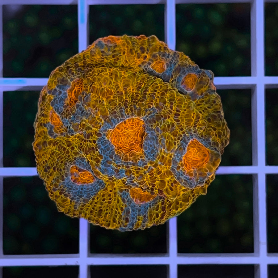 Goku Chalice Chalice coral at Lazy's Coral House