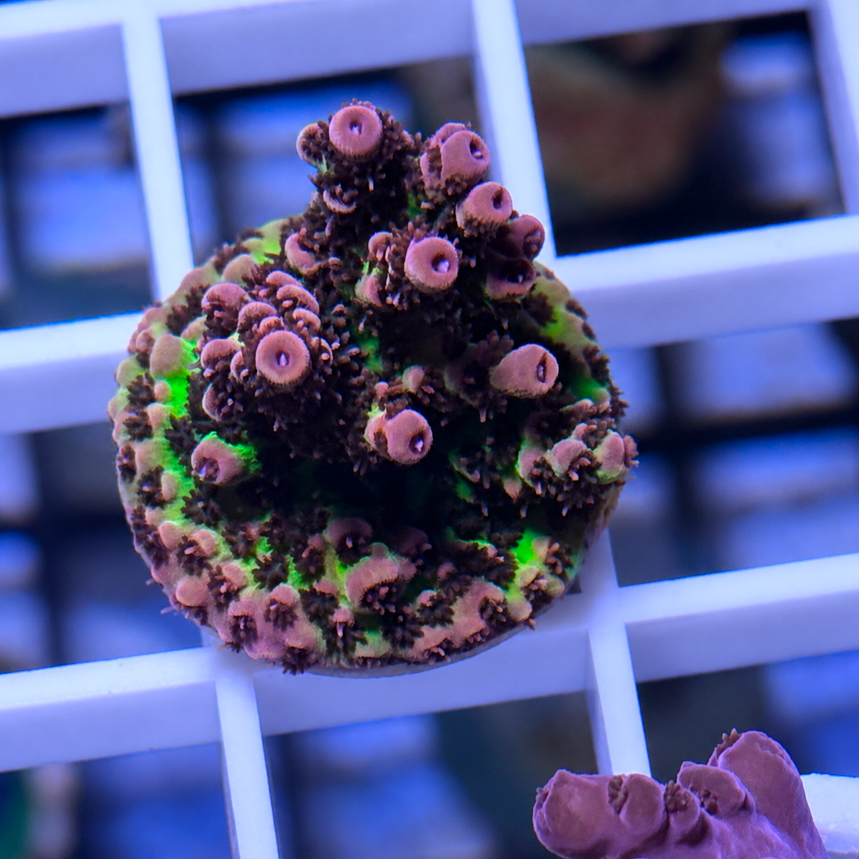 ORA Red Planet Acropora