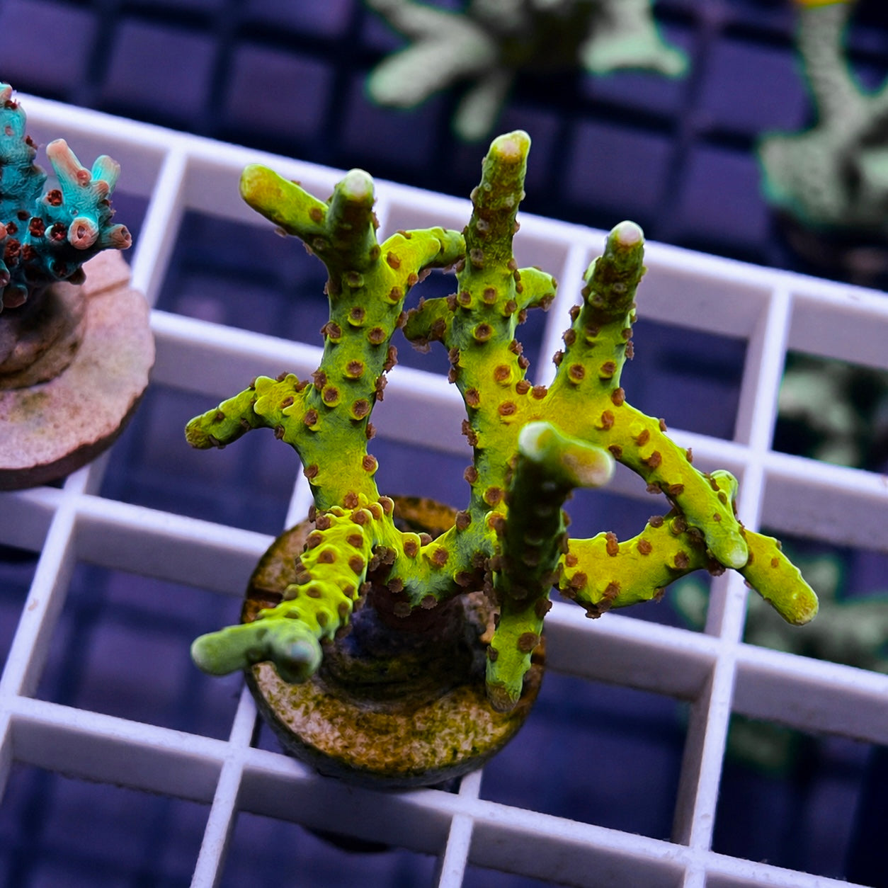 RR Golden Rod Acropora - WYSIWYG