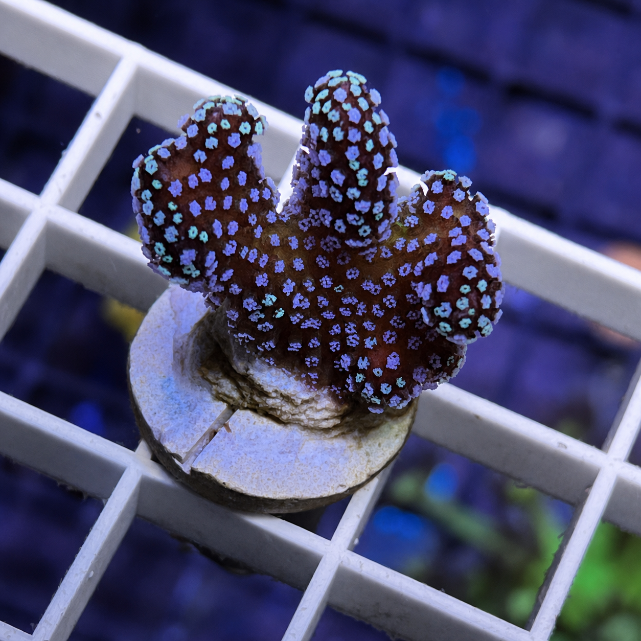 Rainbow Stylo Acropora - WYSIWYG