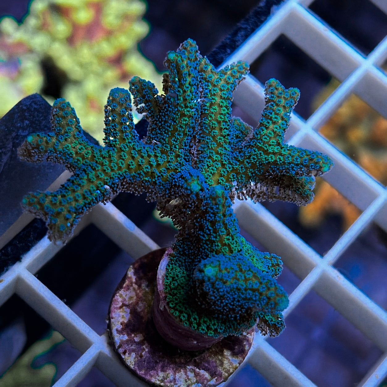 Lazys Hybrid Blue Zing Birdsnest - WYSIWYG