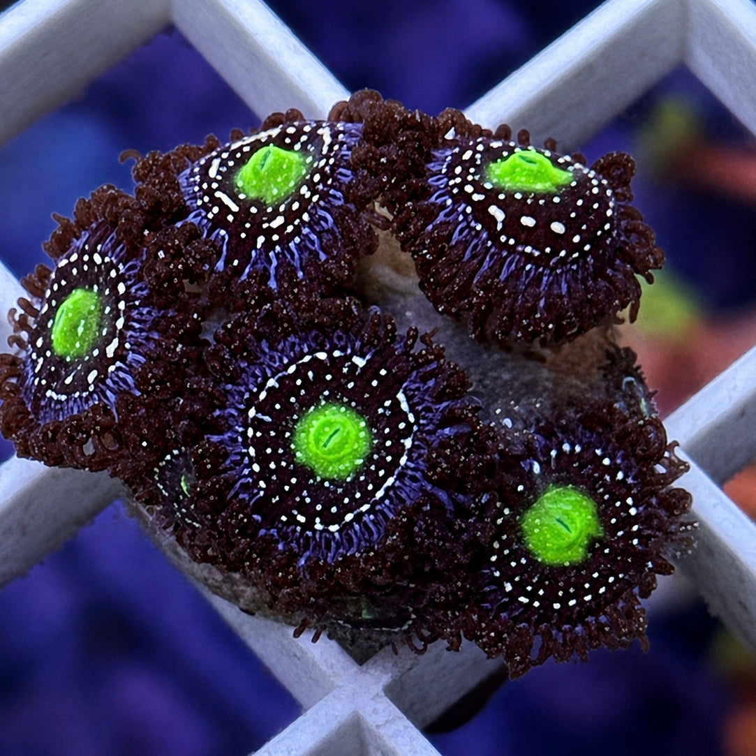 Blue Lagoon Zoas - WYSIWYG