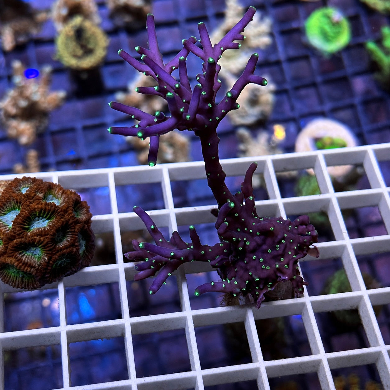 RMF Last Dragon Acropora - WYSIWYG