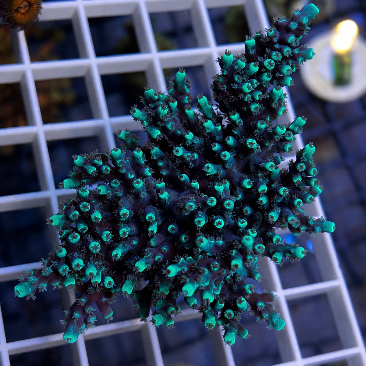 DFS Joker Acropora - WYSIWYG