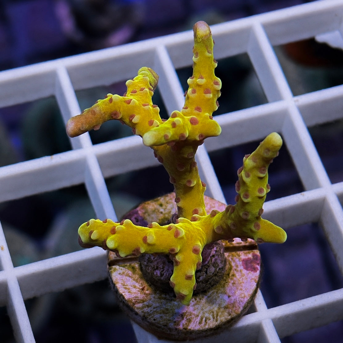 RR Golden Rod Acropora - WYSIWYG