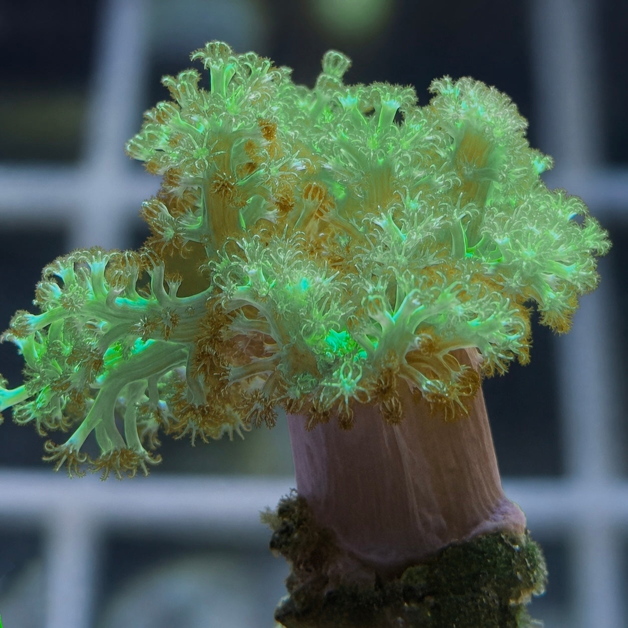 LCH Green Kenya Tree Coral - WYSIWYG