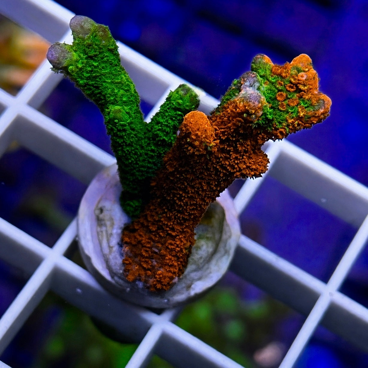 WWC Contraband Montipora Digitata - WYSIWYG