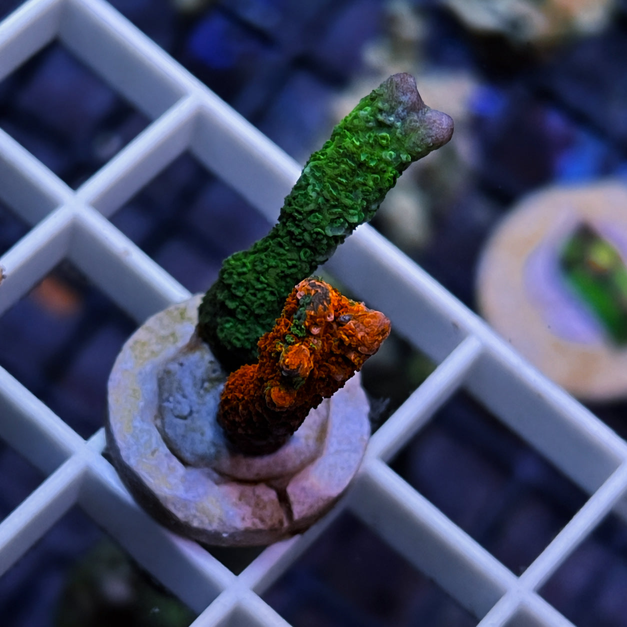 WWC Contraband Montipora Digitata - WYSIWYG