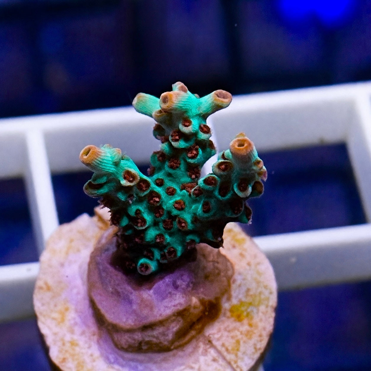 BC Kenberry Acropora - WYSIWYG
