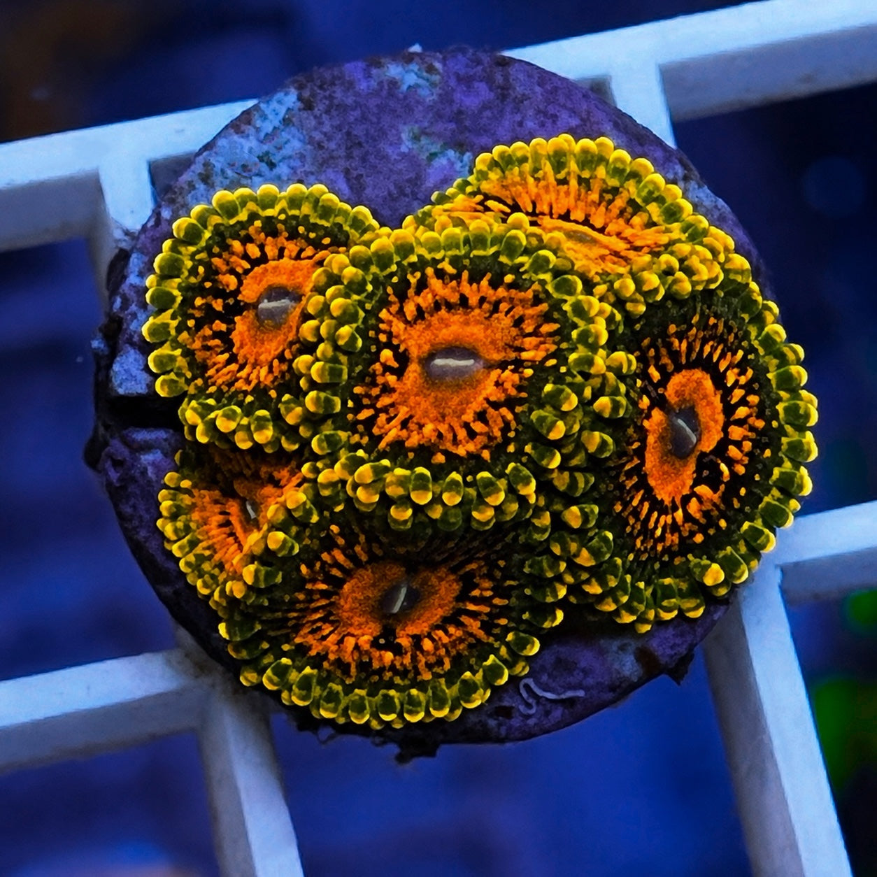 GMK - Grand Master Krakatoa Zoas - WYSIWYG