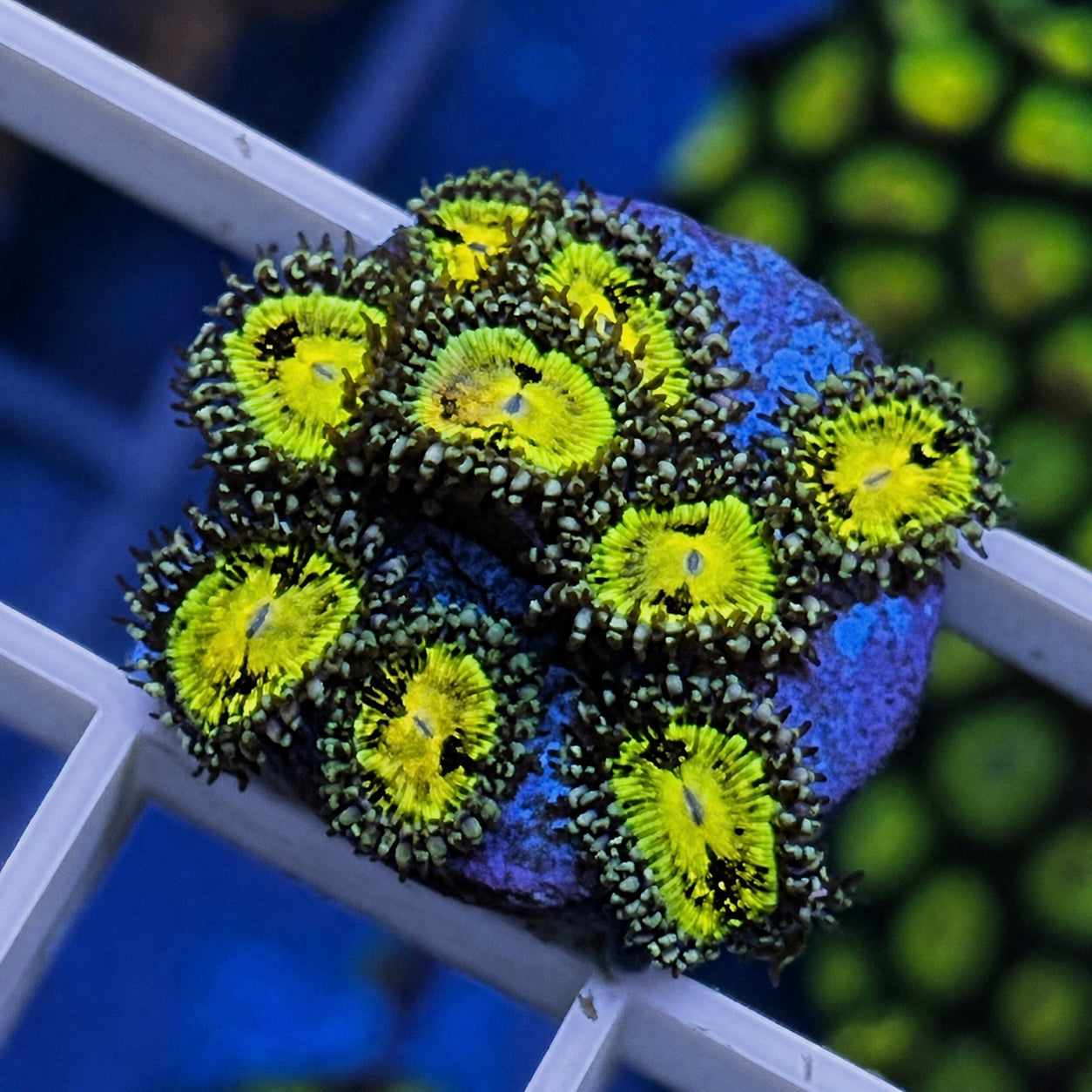 Grimm Reaper Zoas - WYSIWYG