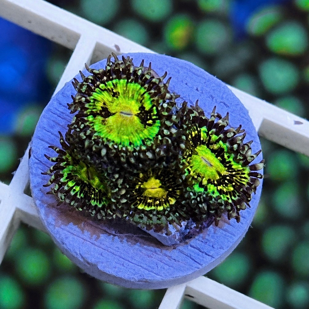 Grimm Reaper Zoas - WYSIWYG
