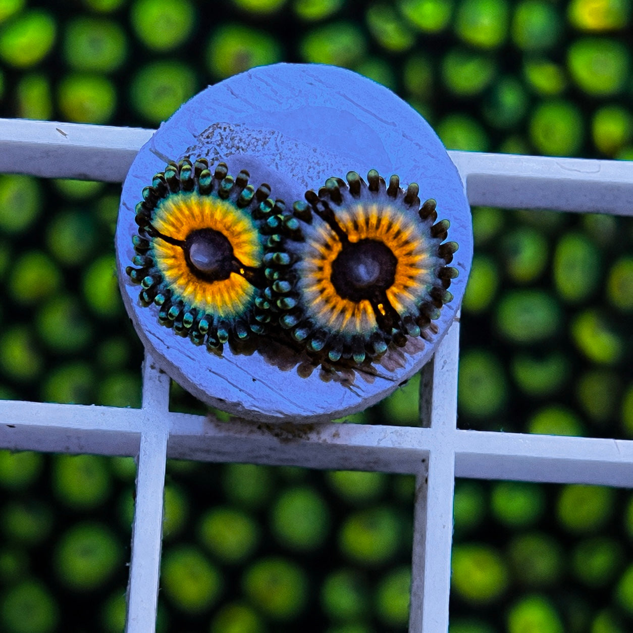 JF Solar Flare Acropora - WYSIWYG