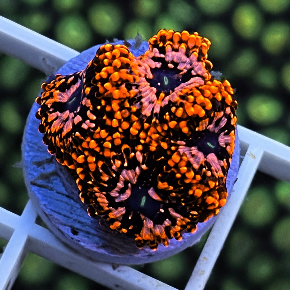 Utter Chaos Zoas - WYSIWYG