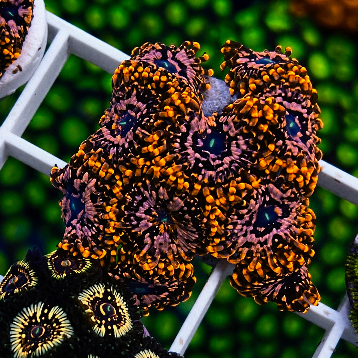 Utter Chaos Zoas - WYSIWYG