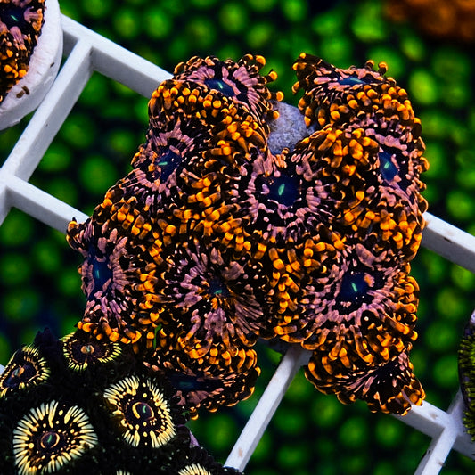 Utter Chaos Zoas - WYSIWYG