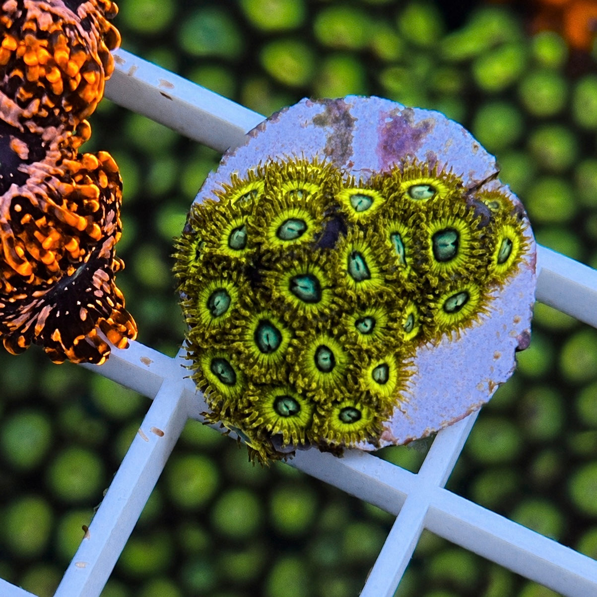 Pikachu Zoas - WYSIWYG