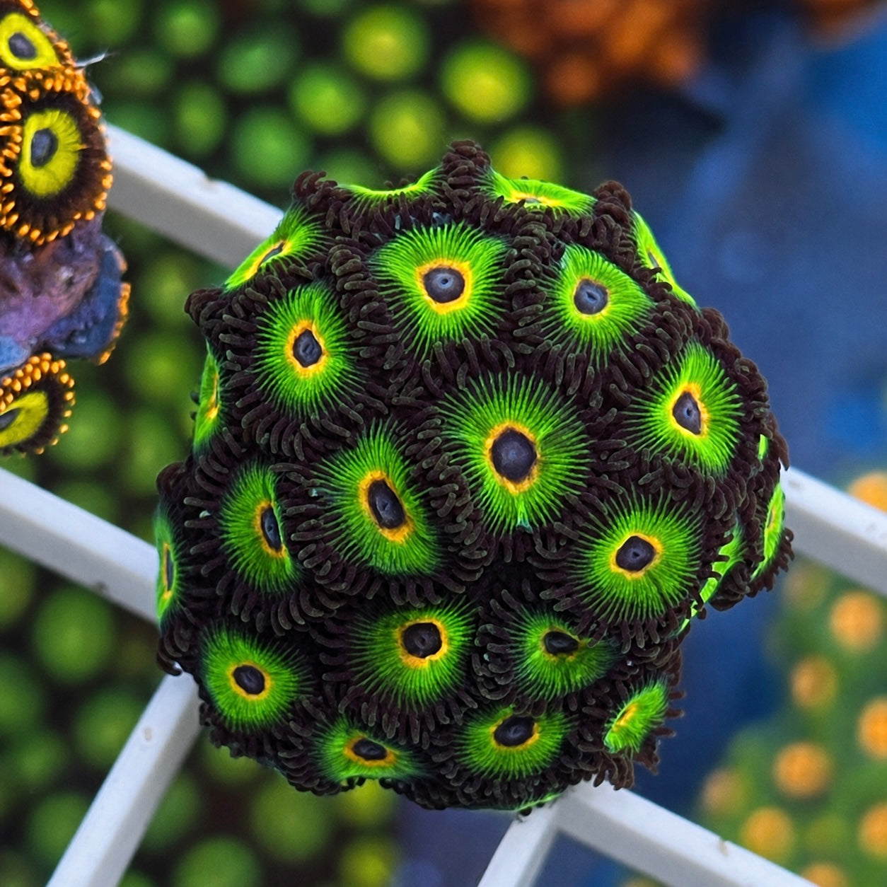 Bob Marley Zoas - WYSIWYG