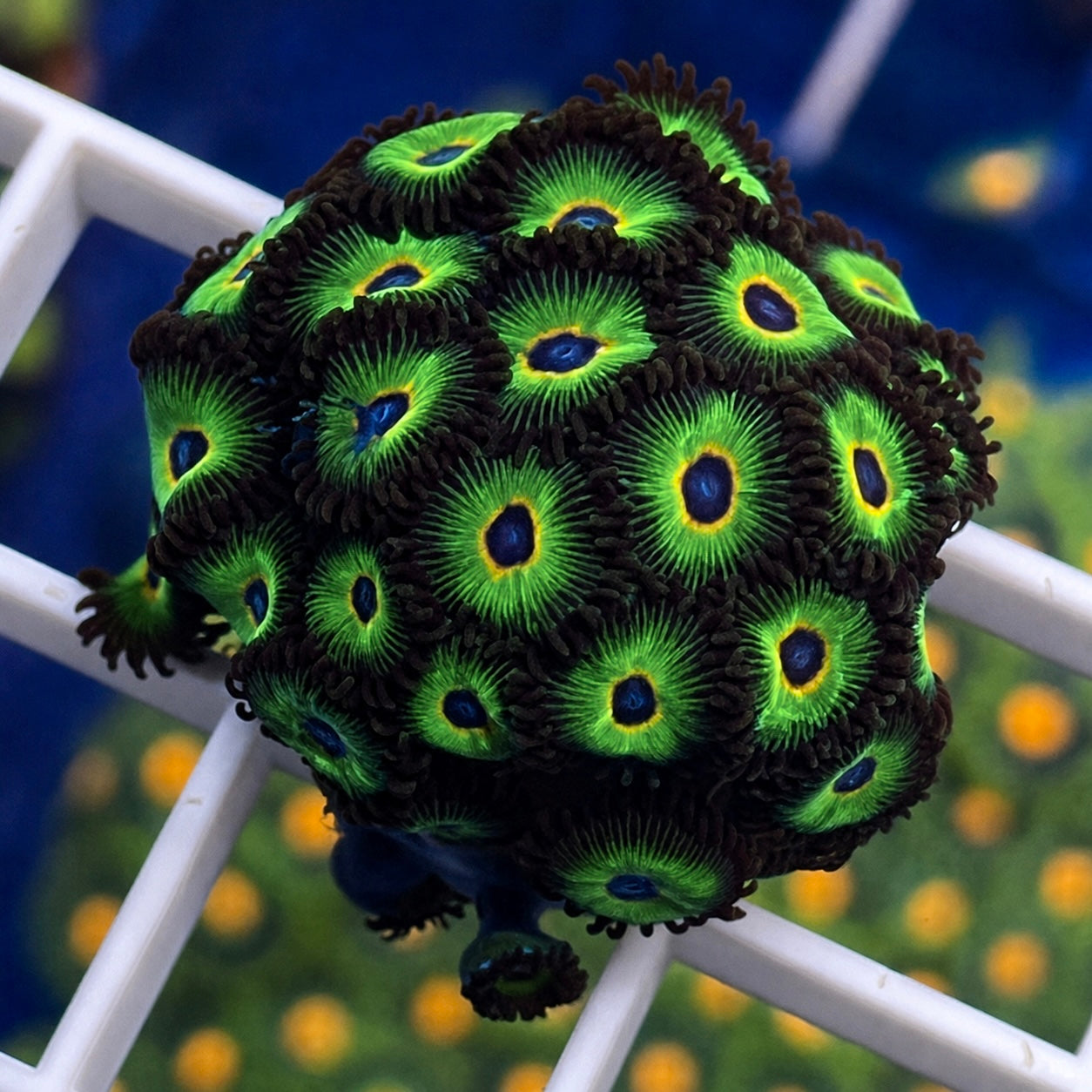 Bob Marley Zoas - WYSIWYG