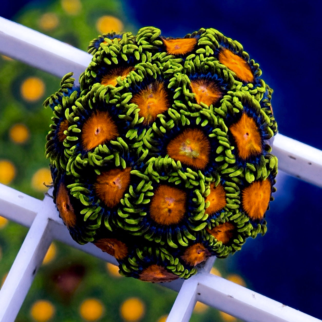 Dragon Eye Zoas - WYSIWYG