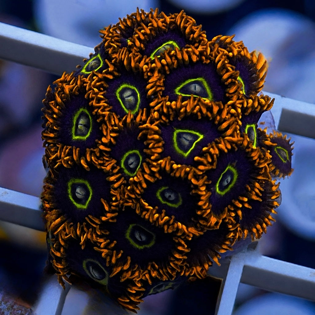Rainbow Hornets Zoas - WYSIWYG
